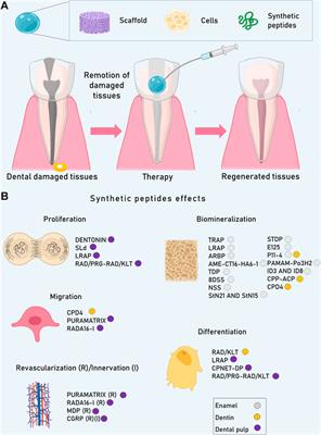 Bioactive Synthetic Peptides for Oral Tissues Regeneration